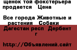 щенок той-фокстерьера продается › Цена ­ 25 000 - Все города Животные и растения » Собаки   . Дагестан респ.,Дербент г.